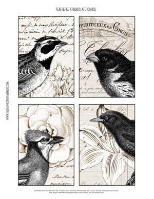 Bird collage