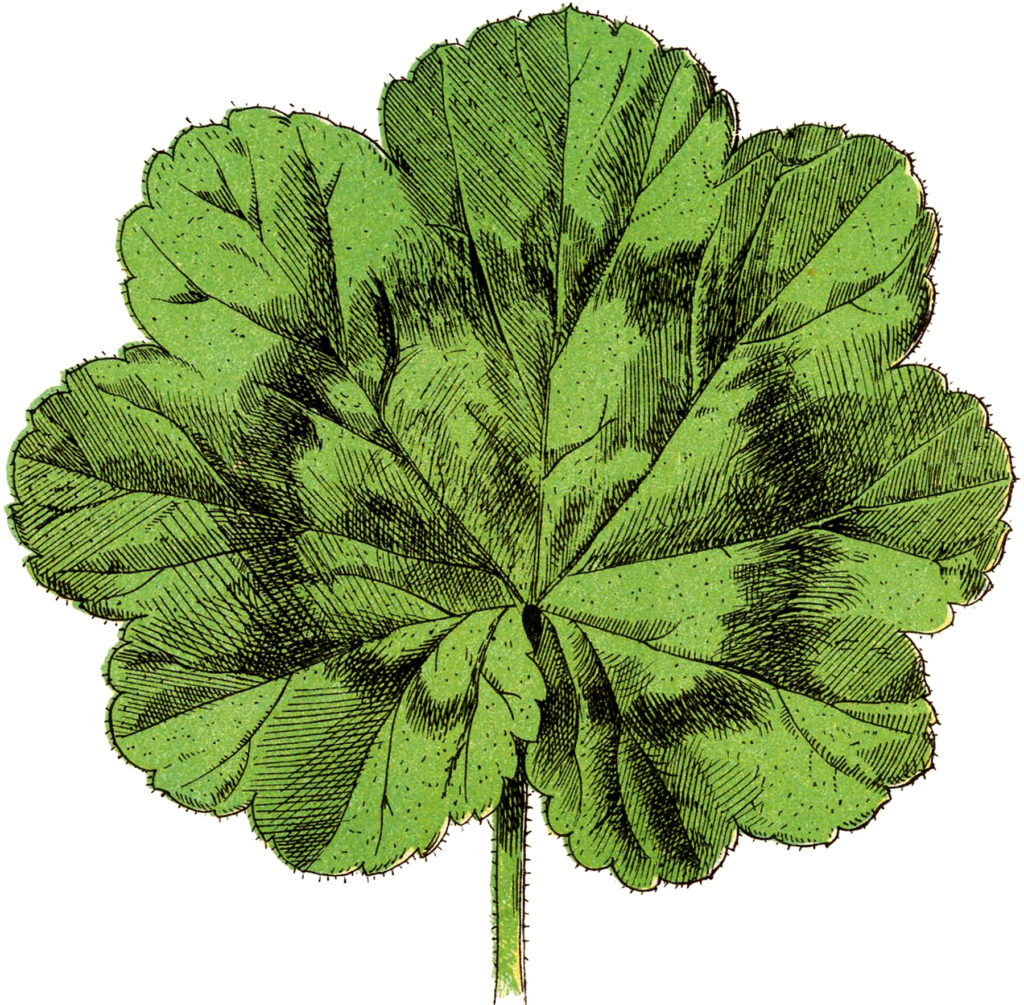 vintage geranium leaf illustration