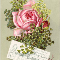 vintage pink rose french typography illustration