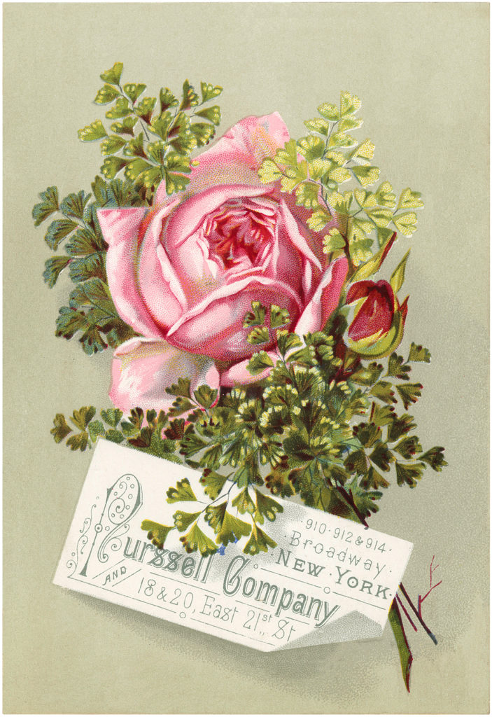 vintage pink rose typography illustration