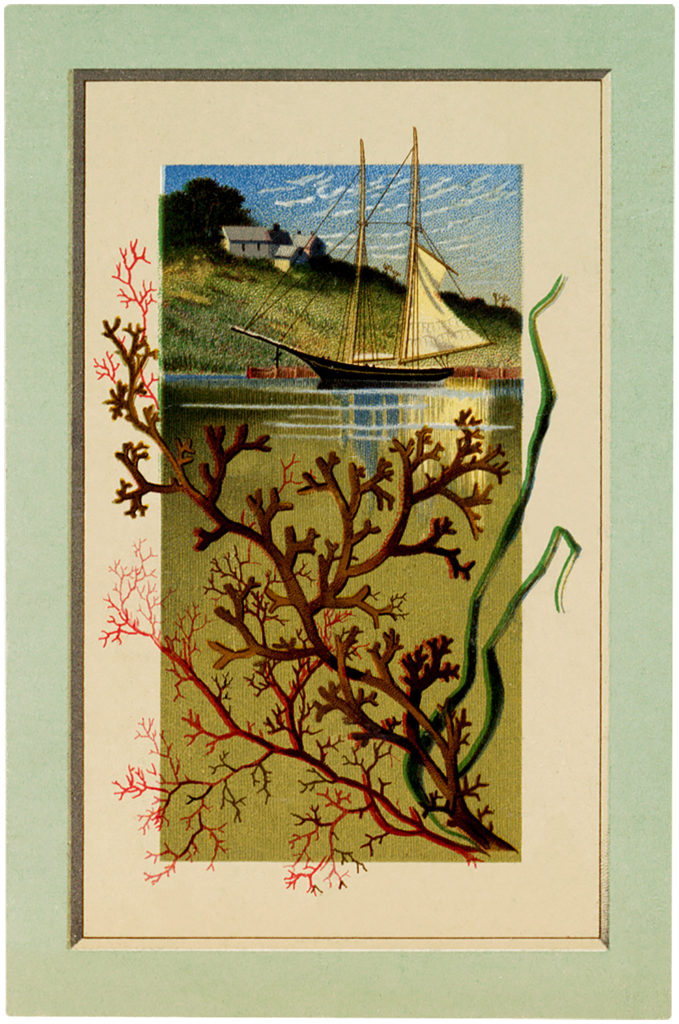 vintage sailboat seaweed image