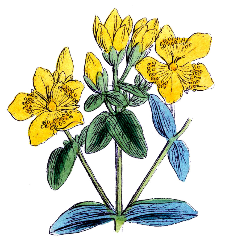 Yellow Flower Clip Art with Green leaves