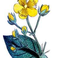 Yellow Flower Clipart with Green leaves