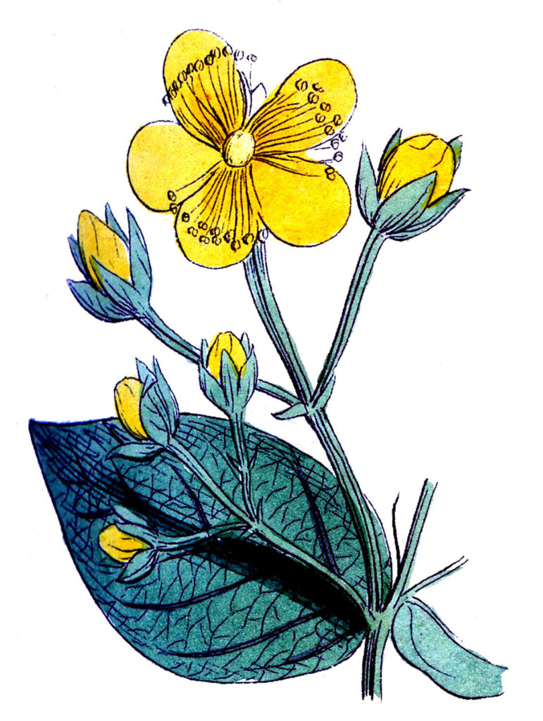 Yellow Flower Clipart with Green leaves