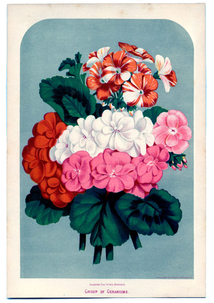 pink white red geranium bouquet image