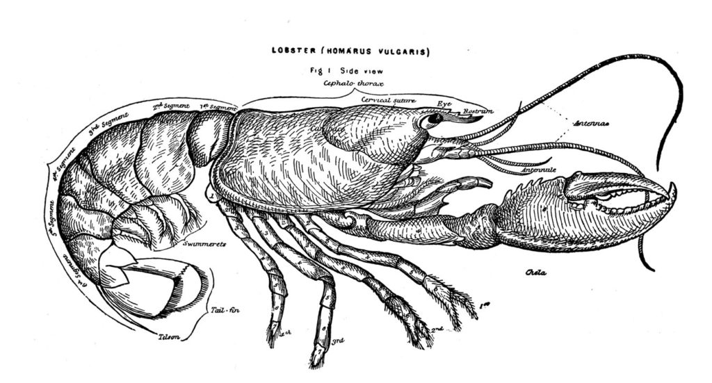 lobster vintage diagram illustration