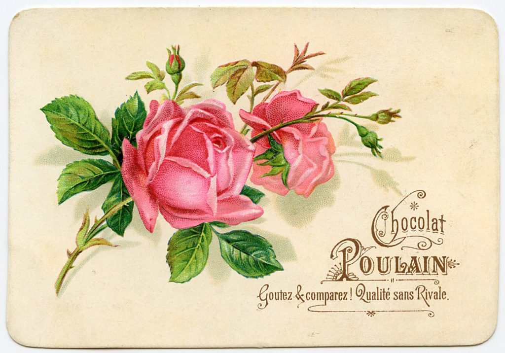 french pink rose vintage image