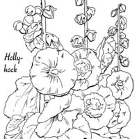 hollyhock coloring page