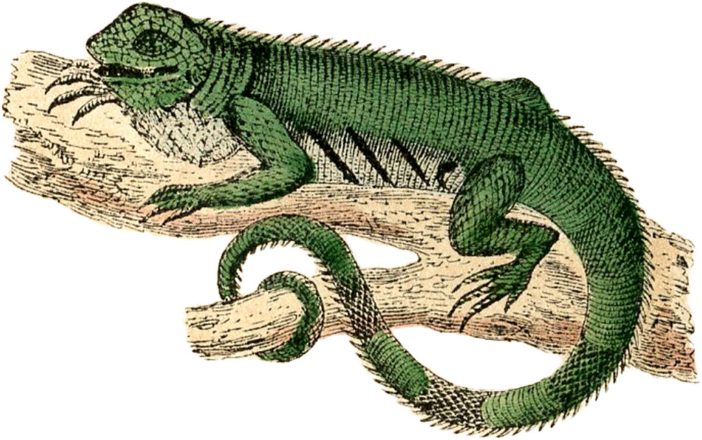 antique lizard image