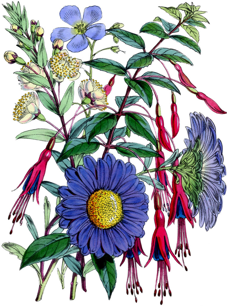 purple red white floral botanical illustration