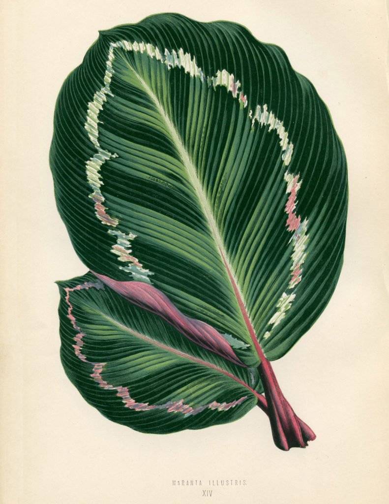 Classic looking tropical leaf