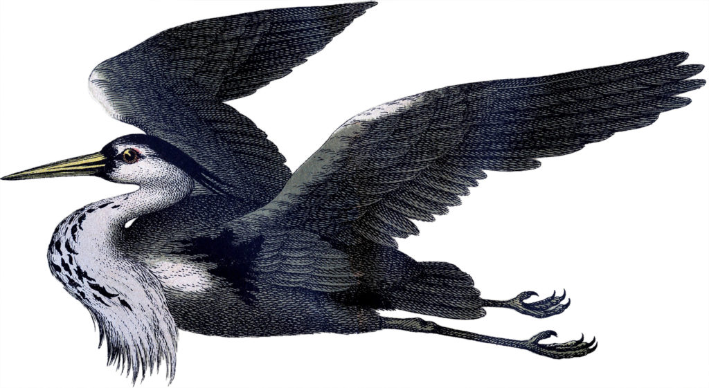 grey heron flying illustration