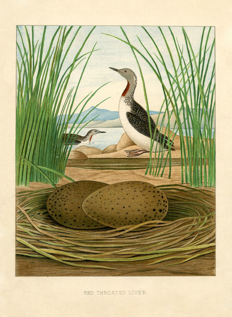 natural history sea birds nest eggs illustration