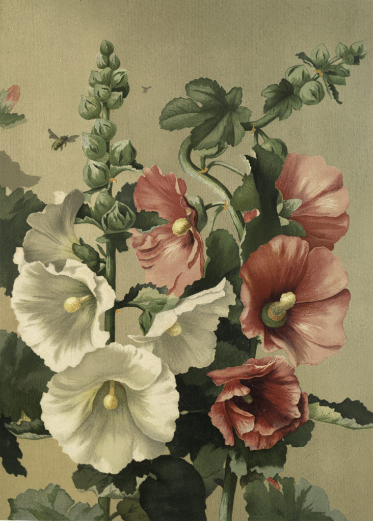 vintage hollyhocks image