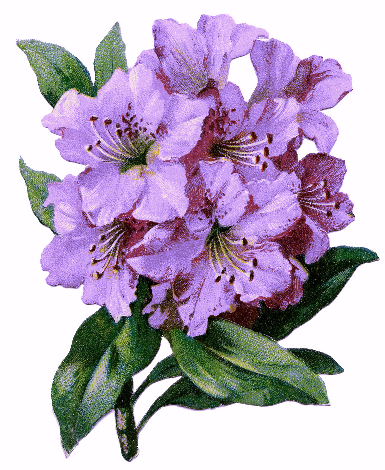 Purple Rhododendron Clipart