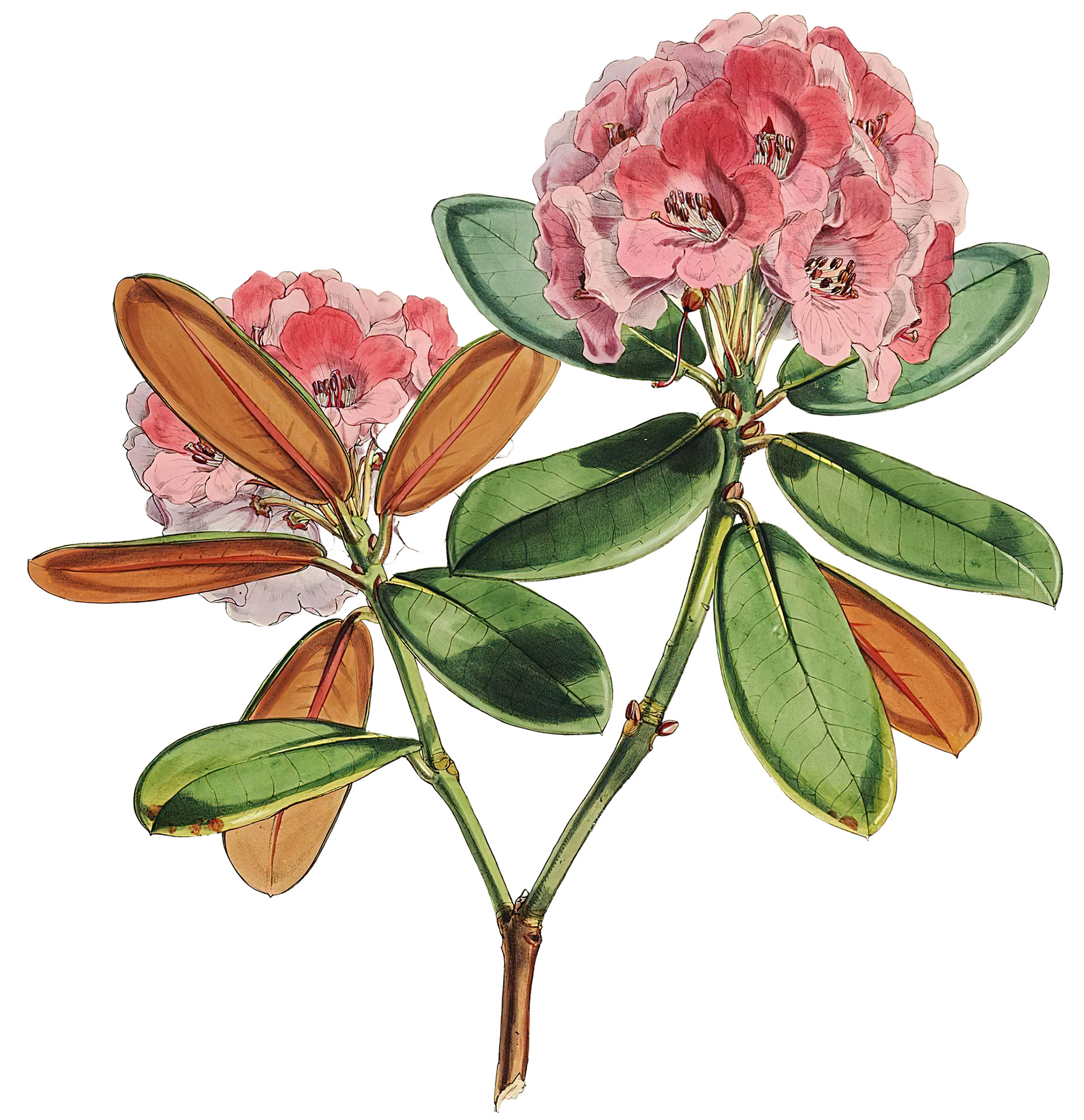 Rhododendron Illustration