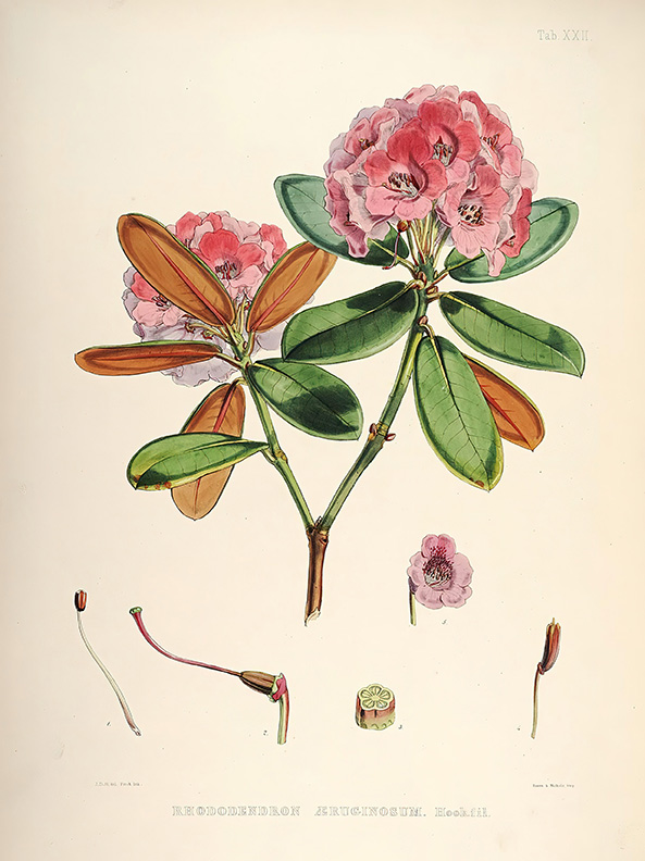 Botanical Flower Print