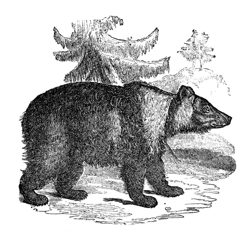 Siberian Bear Image