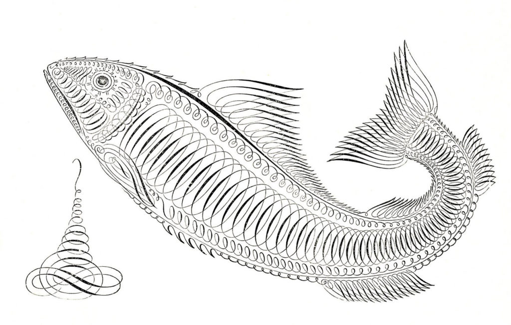 Spencerian Fish Image