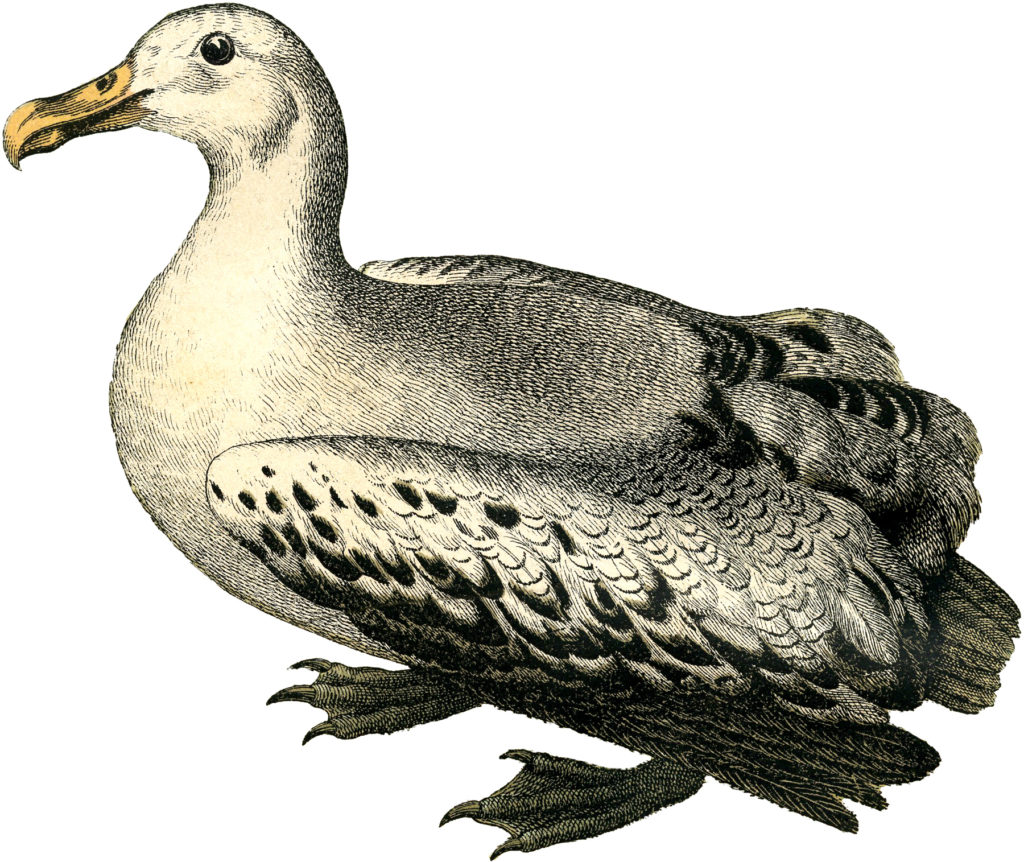 vintage albatross illustration