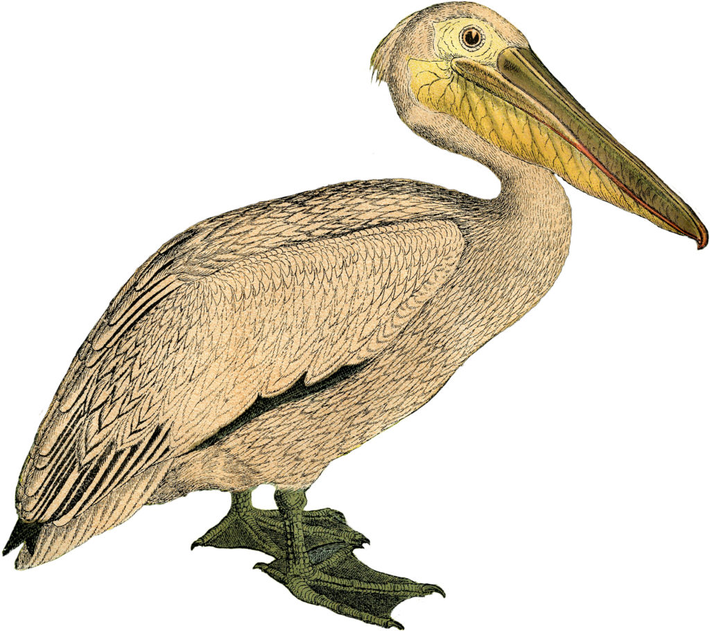 vintage pelican clipart