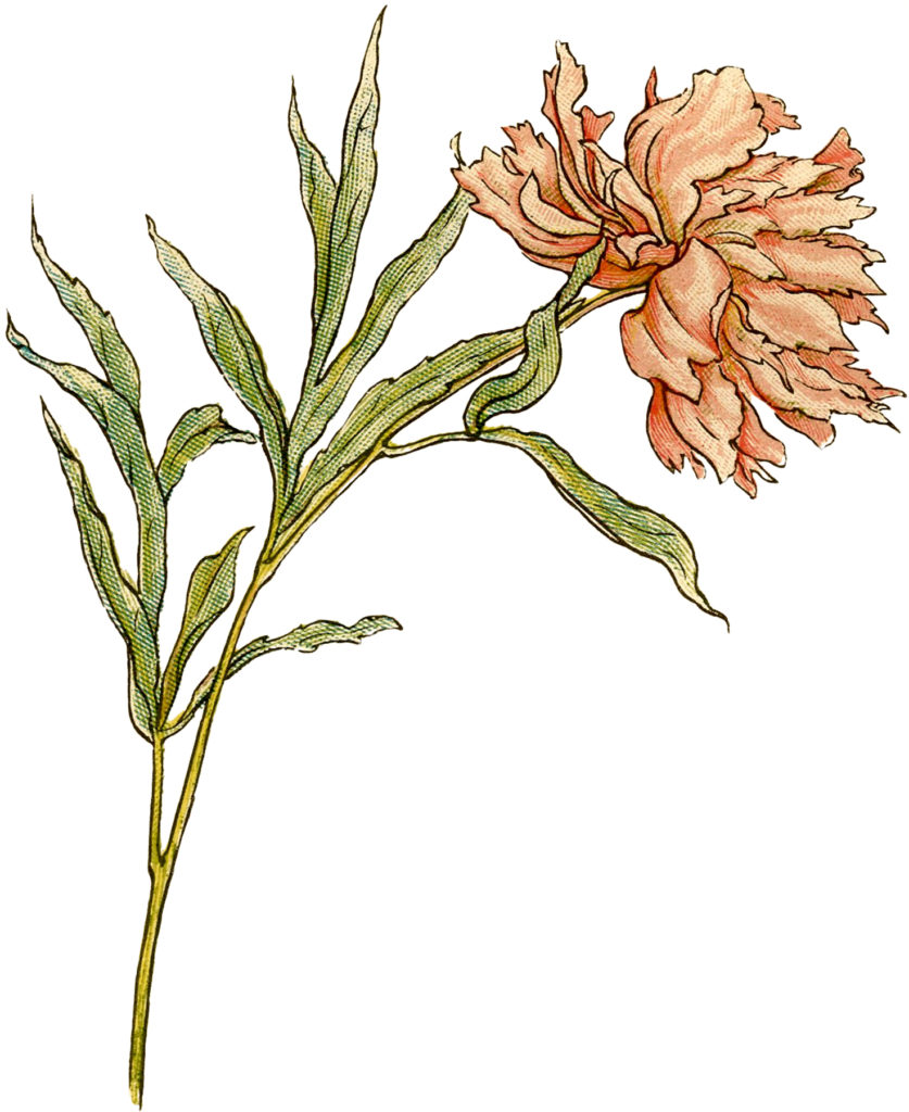 Vintage Peony stem Illustration