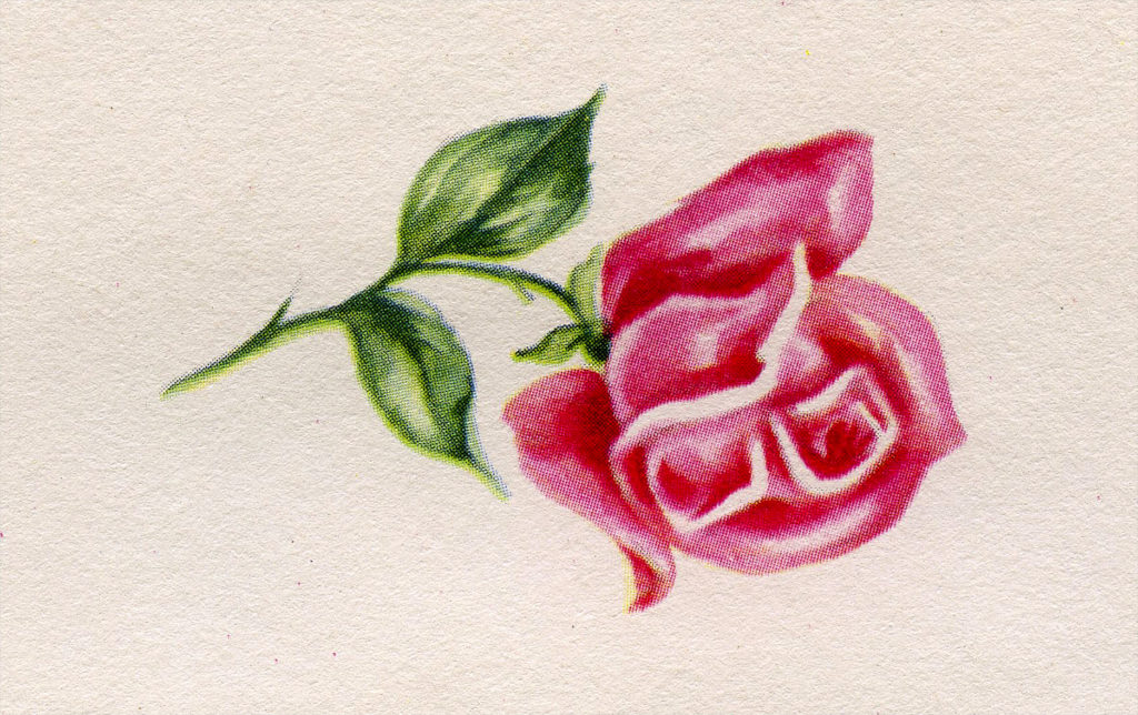 single pink rose clipart