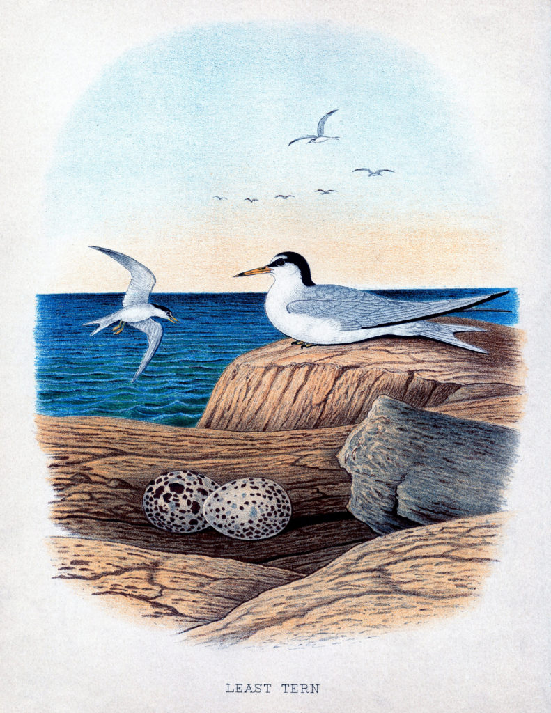 seabirds nest eggs vintage clipart