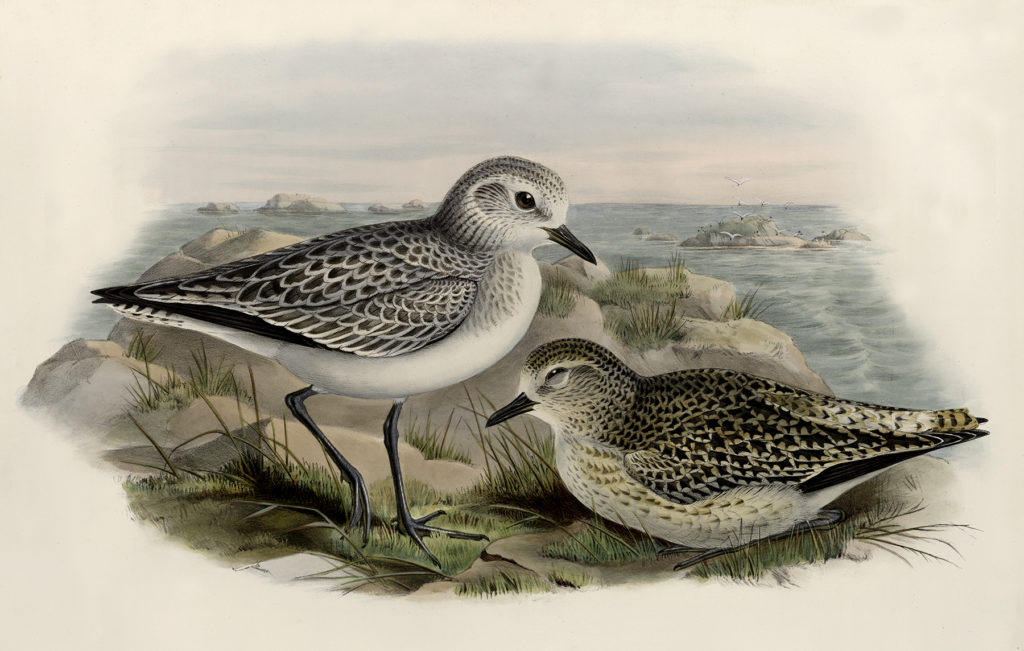 shorebirds nesting vintage image