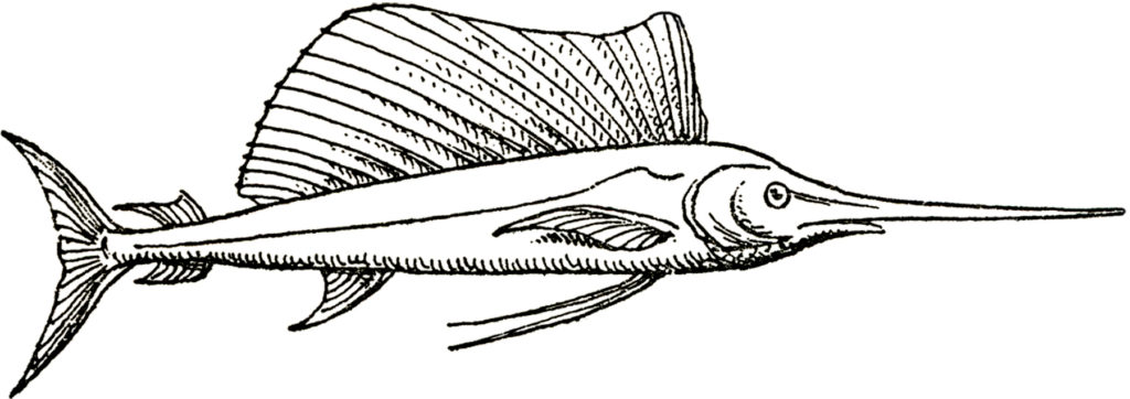 vintage swordfish image