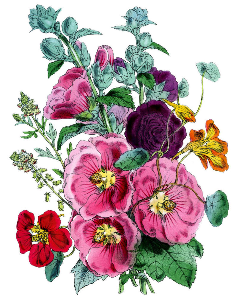 Hollyhocks Floral Clipart