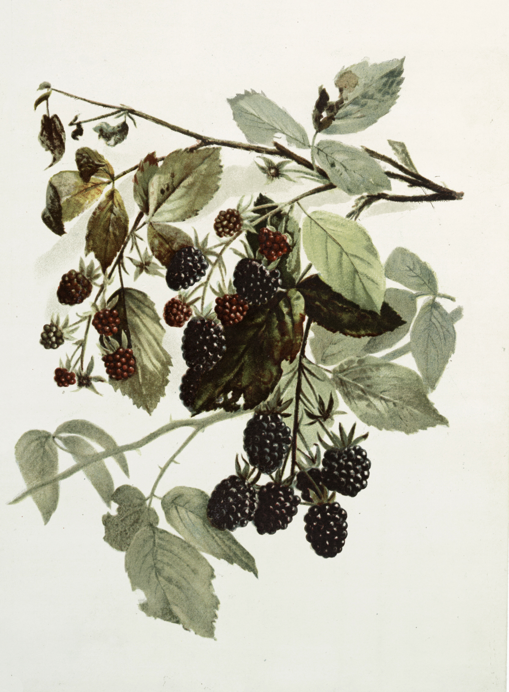 12 by 18 3dRose Ornate Vintage Stylized Blackberries Fruit Illustration Garden Flag
