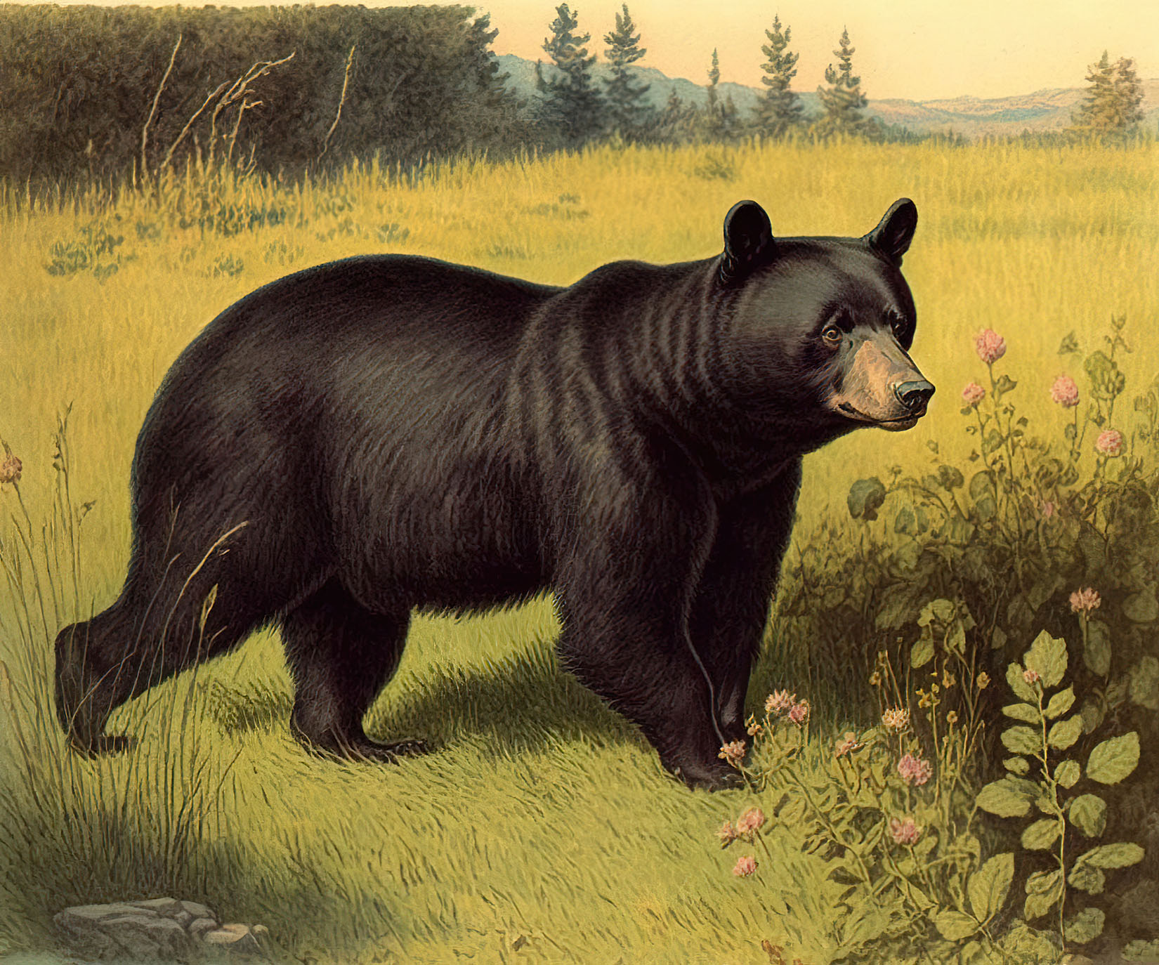 vintage black bear illustration