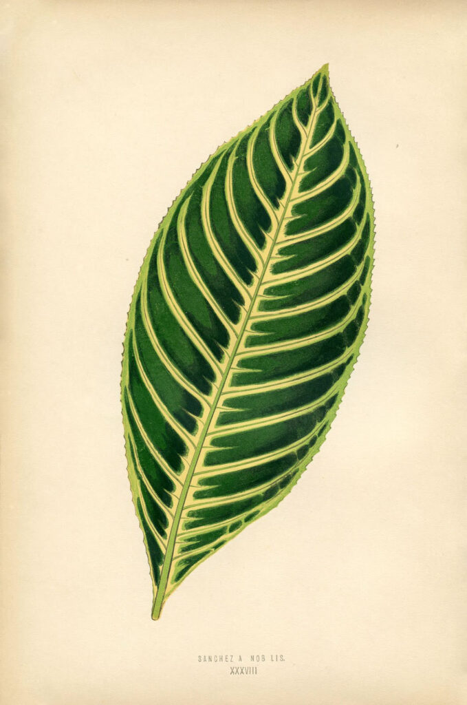Printable Tropical Leaf Botanical