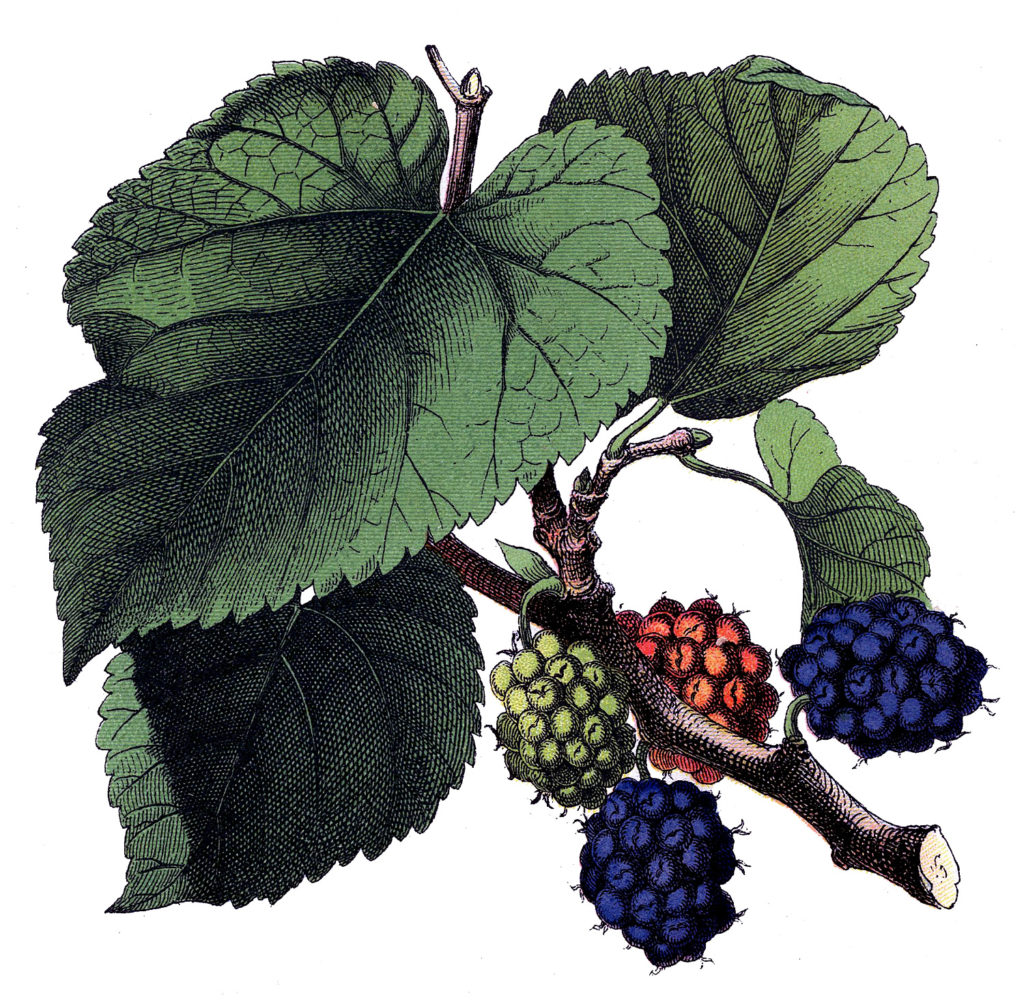 mulberry leaves vintage image