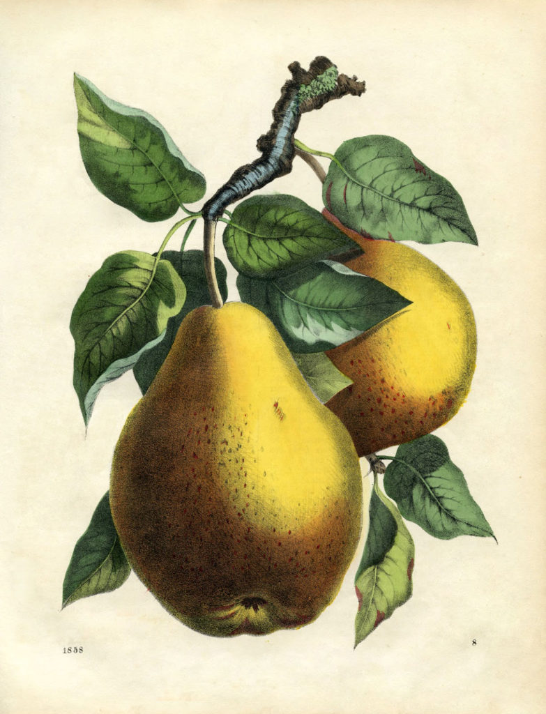 pear botanical printable image