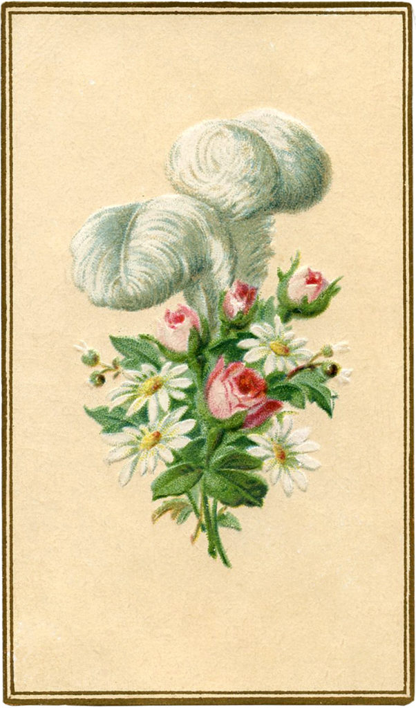 vintage feather daisies roses illustration