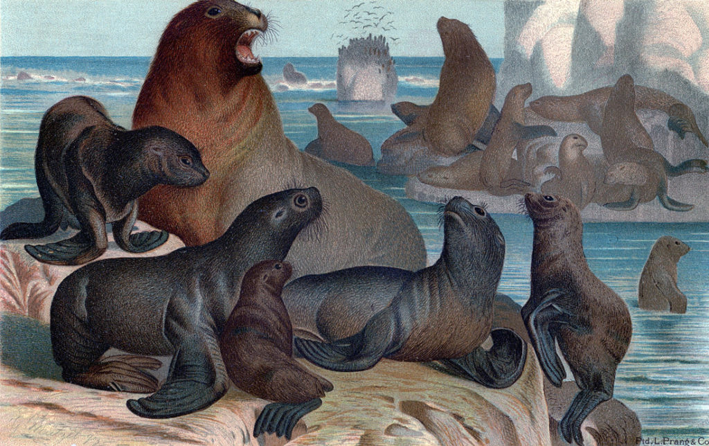 sea lions vintage illustration