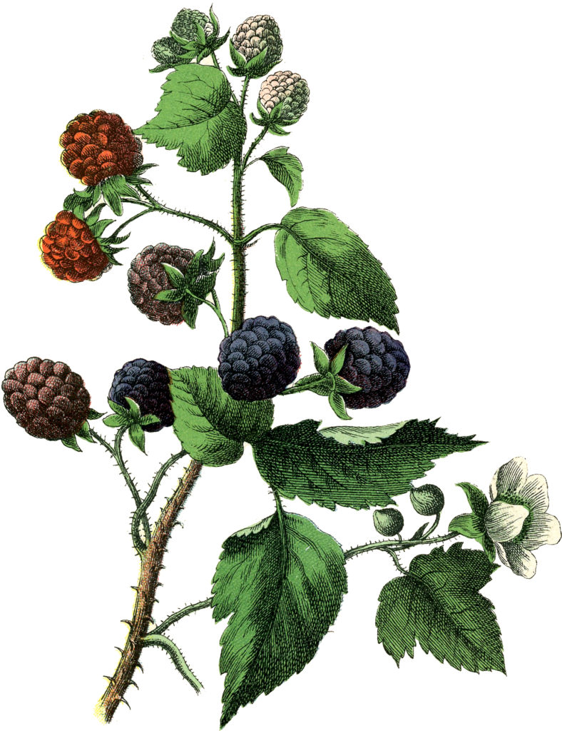 vintage Blackberries vine illustration