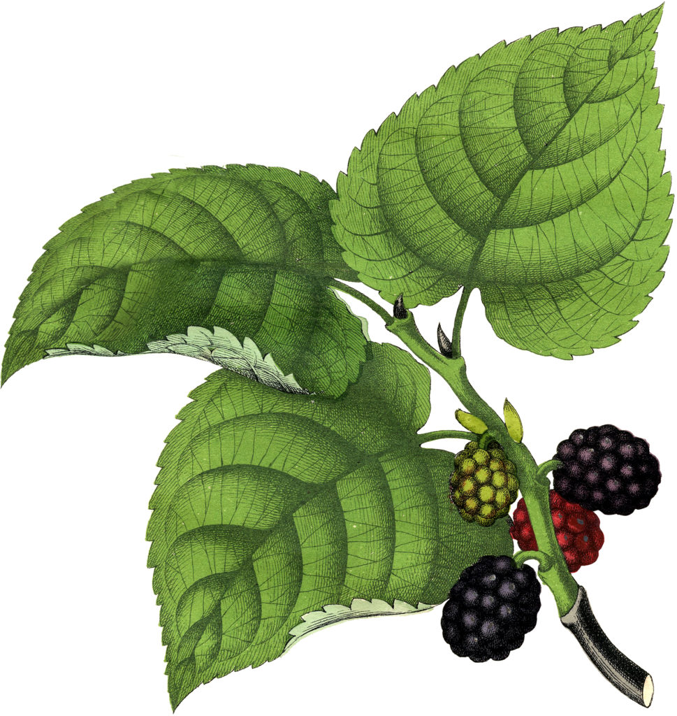 huckleberries leaves vintage clipart