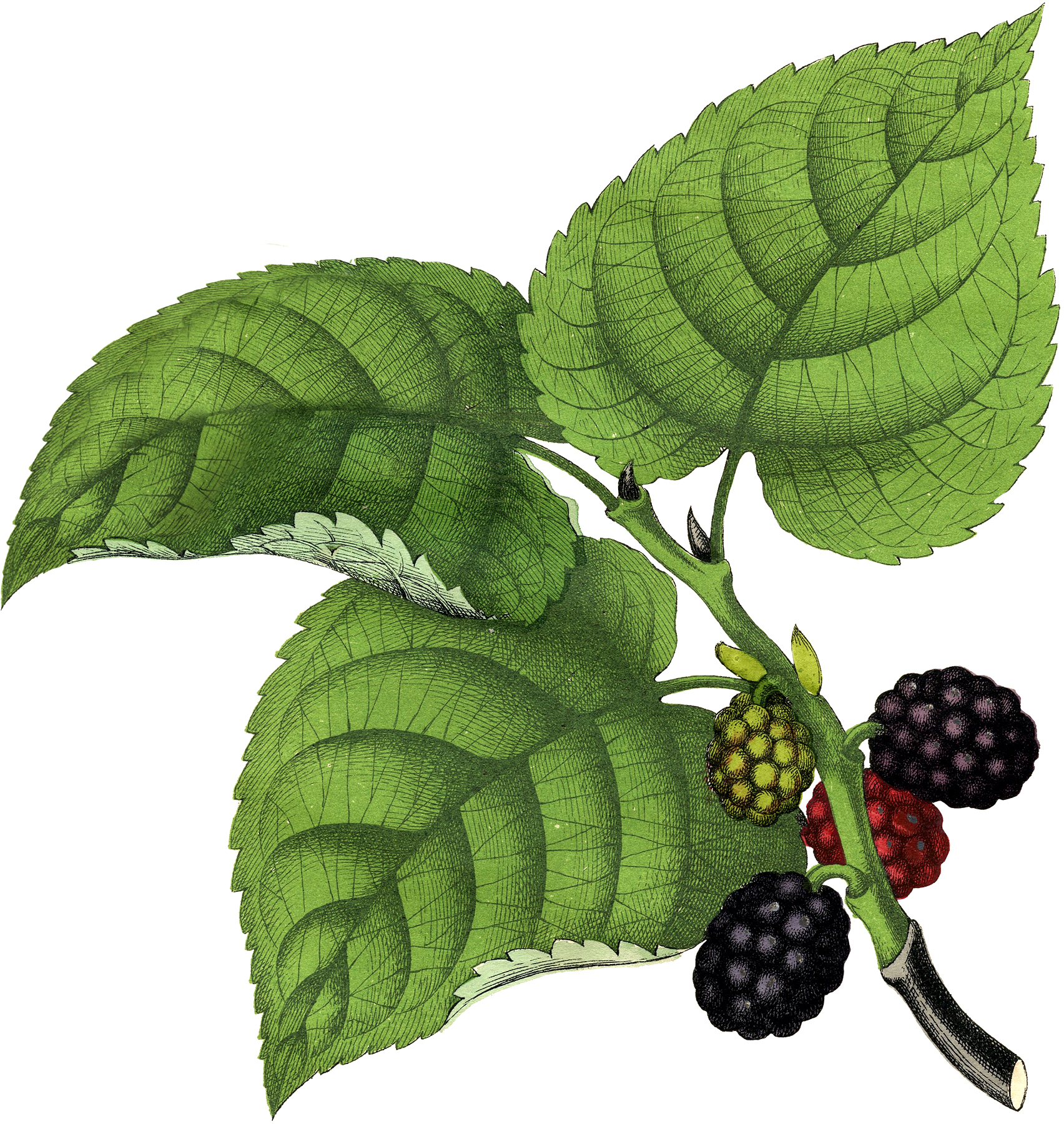 12 by 18 3dRose Ornate Vintage Stylized Blackberries Fruit Illustration Garden Flag