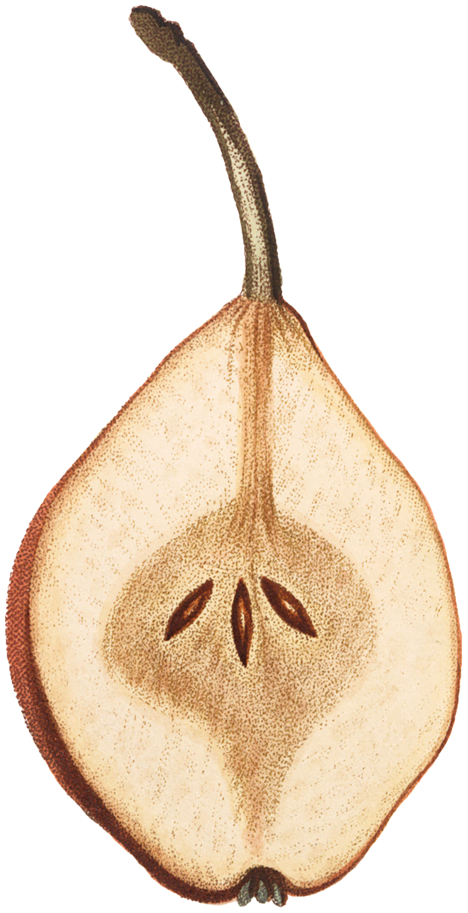 File:Fruit-pear.png - Vintage Story Wiki