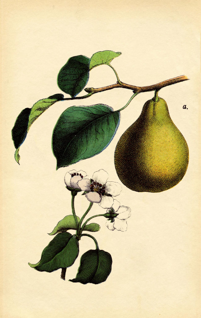 antique pear botanical print illustration