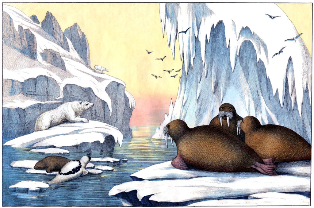 arctic icebergs walrus polar bear vintage illustration