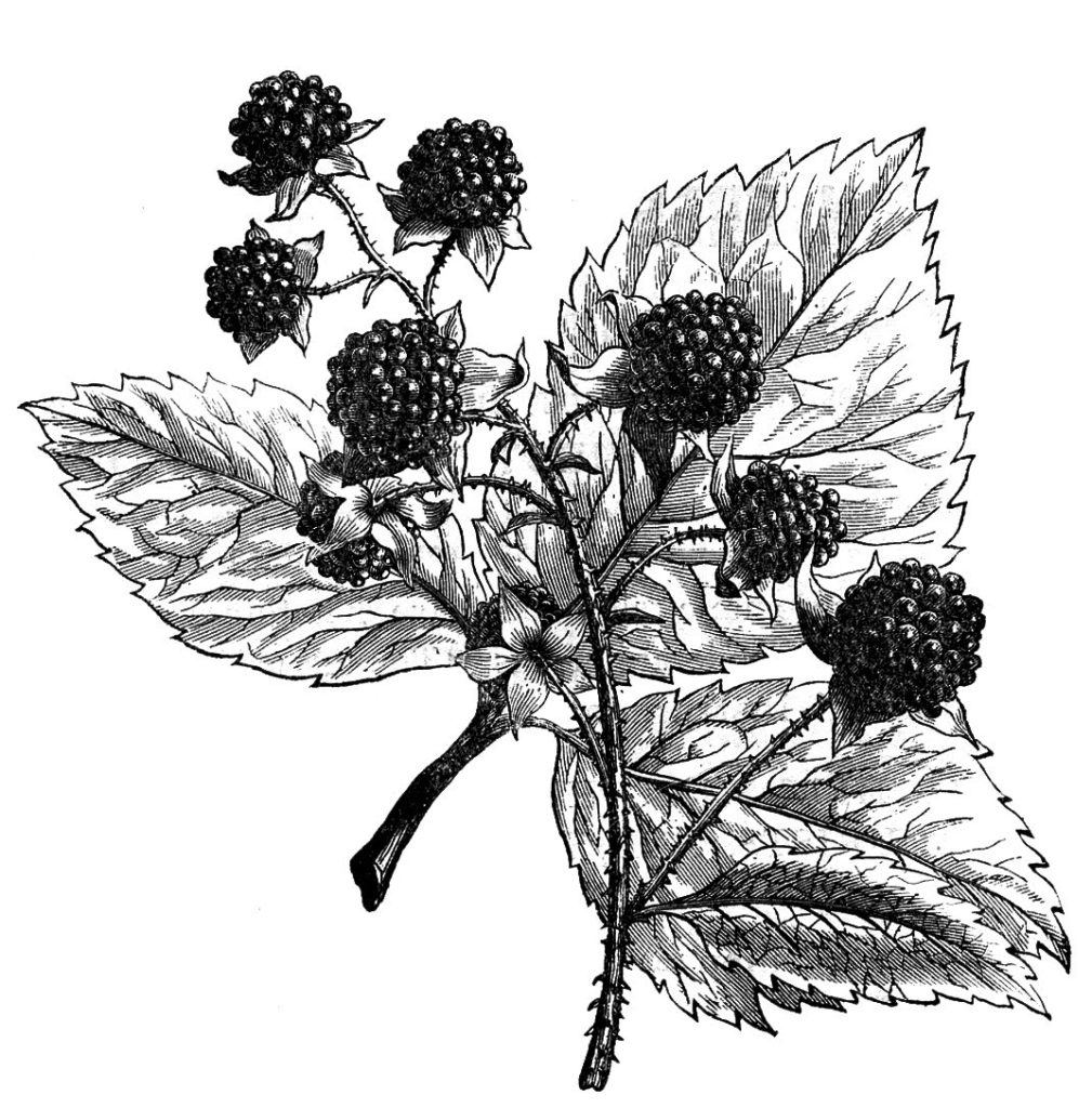 vintage berries black white clipart