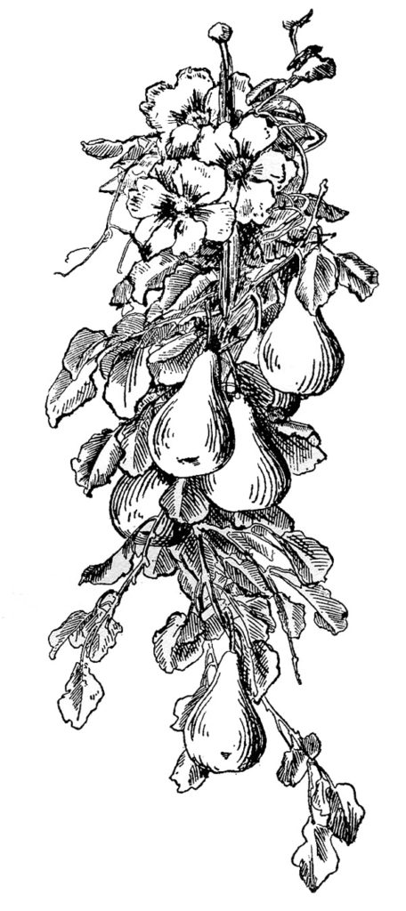 black white antique pear Garland image