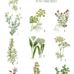 vintage herbal apothecary shoppe flowers ephemera digital image bundle