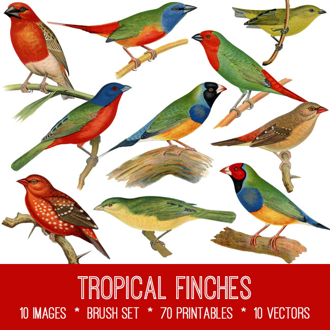 Tropical Finches vintage images