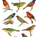 vintage tropical finches ephemera digital image bundle