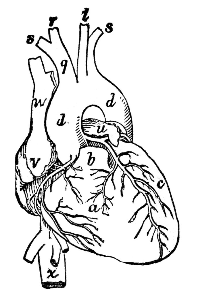 Anatomical Heart Drawing